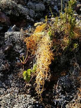 Image of Lethariella canariensis (Ach.) Krog