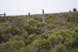 Image of Silvereye