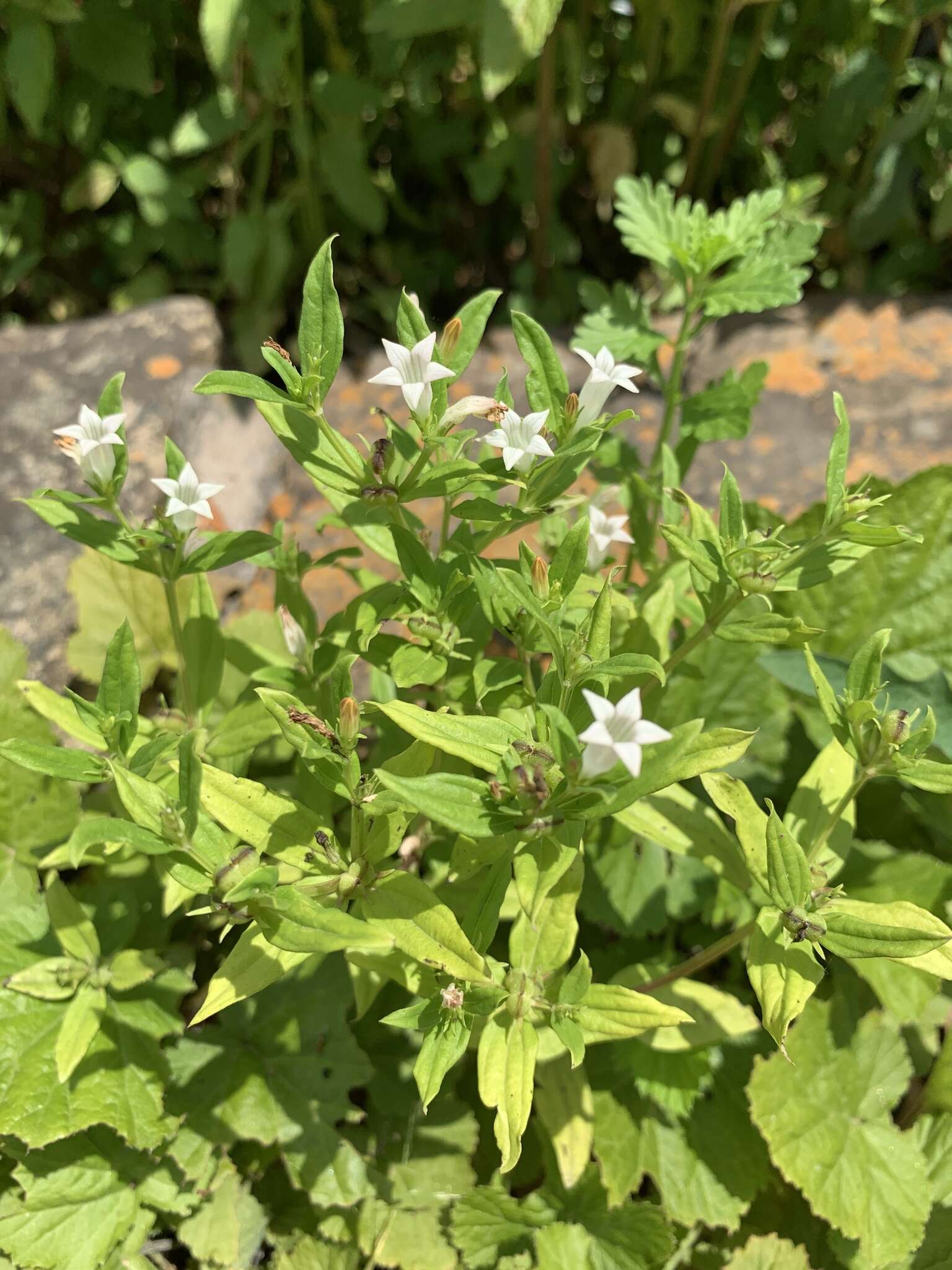 Image of Texas pinkroot