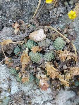 Image of Sedum greggii Hemsl.