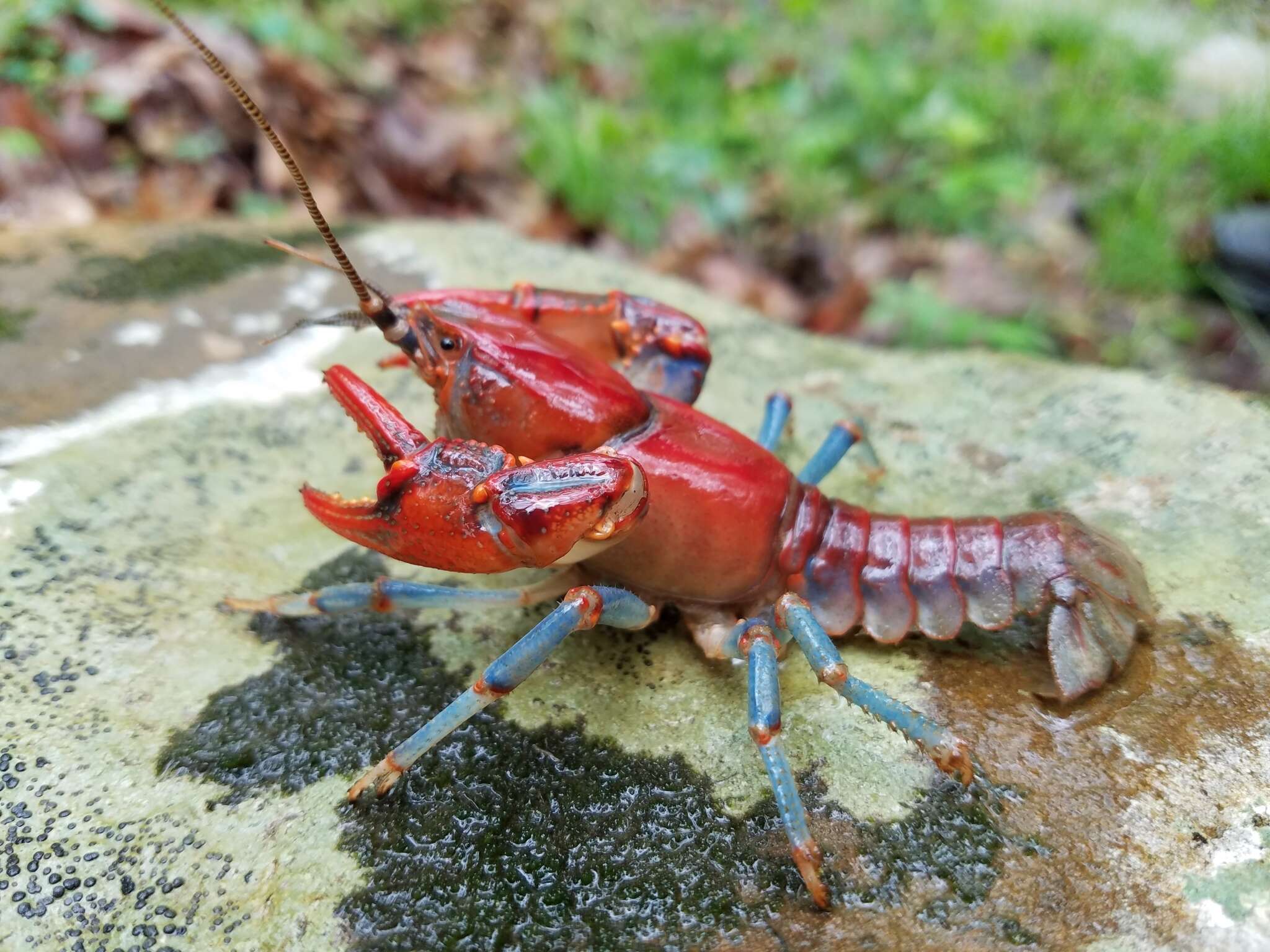 Image of Cambarus dubius Faxon 1884