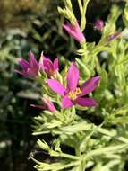 Image of Buckley's Mountain-Pink