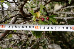 Image of Crataegus karadaghensis Pojark.