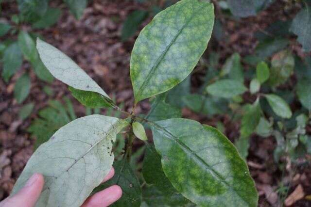 Imagem de Coprosma grandifolia Hook. fil.