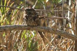 Image of Scissor-tailed Nightjar