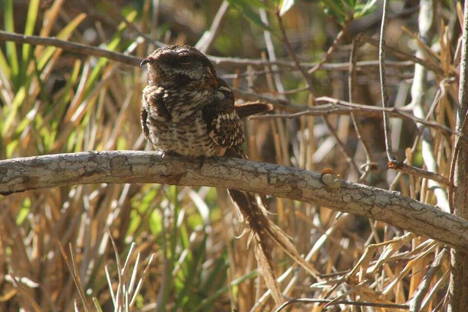 Image of Scissor-tailed Nightjar