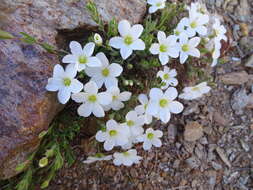 Image of mountain sandwort