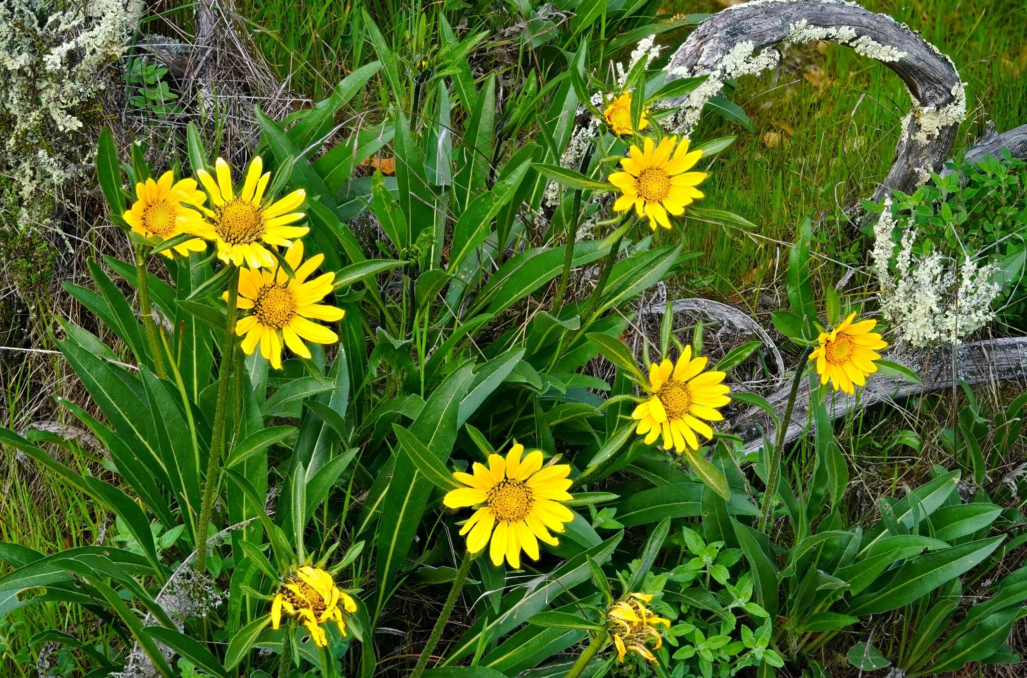 Image of Mt. Diablo helianthella