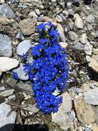 Image of Gentiana terglouensis subsp. schleicheri (Vacc.) Tutin