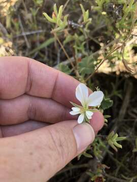 Image of Pelargonium worcesterae Knuth