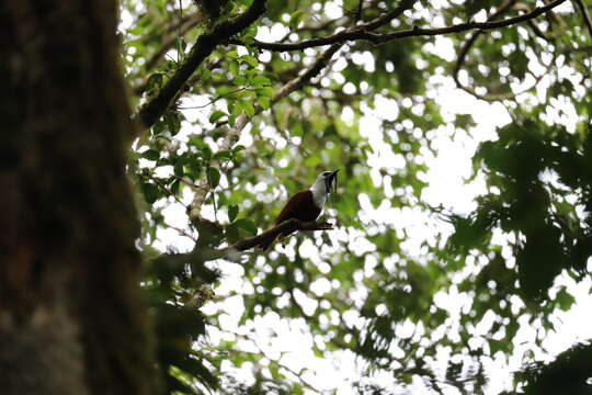 Image of Three-wattled Bellbird