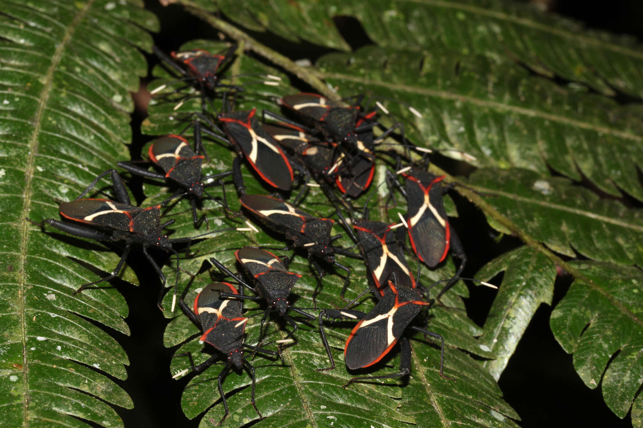 صورة Leptoscelis conspicuus Brailovsky & Barrera 2012