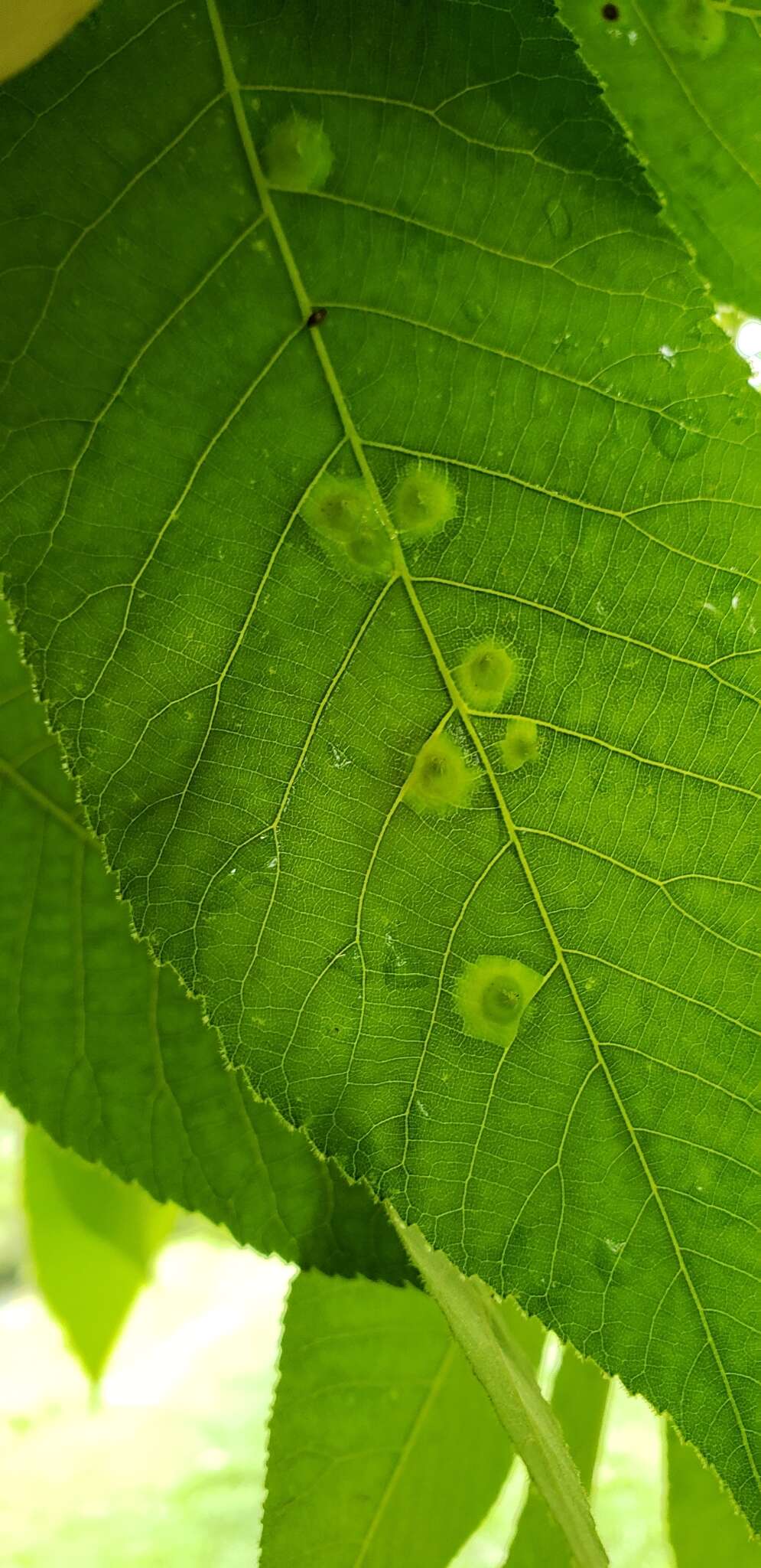 Image of Phylloxera caryaefoliae Fitch 1856