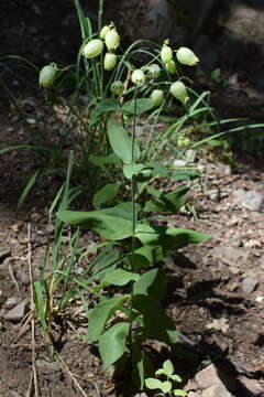 Imagem de Silene vulgaris subsp. bosniaca (G. Beck) Janchen ex Greuter, Burdet & Long