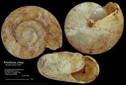 Image of Allodiscus climoi B. A. Marshall & Barker 2008