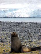 Image of Antarctic Fur Seal