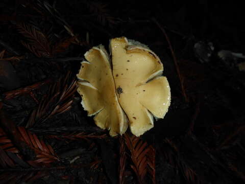 Image de Stropharia ambigua (Peck) Zeller 1914