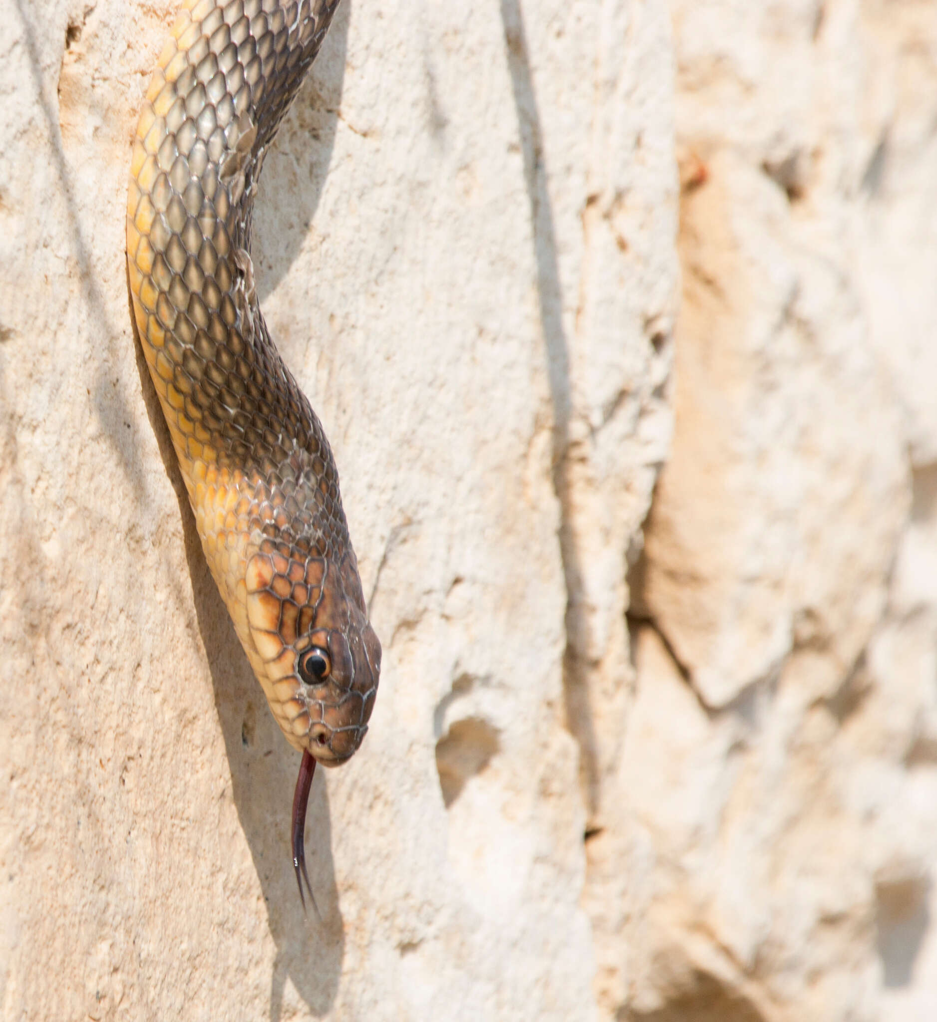 Dolichophis caspius (Gmelin 1789)的圖片