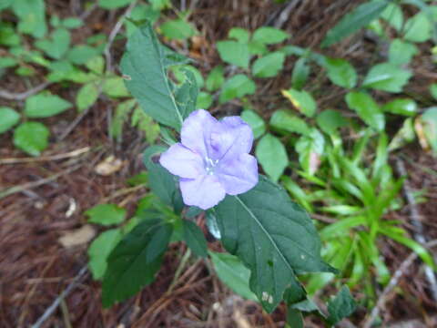 Imagem de Ruellia caroliniensis (J. F. Gmel.) Steud.