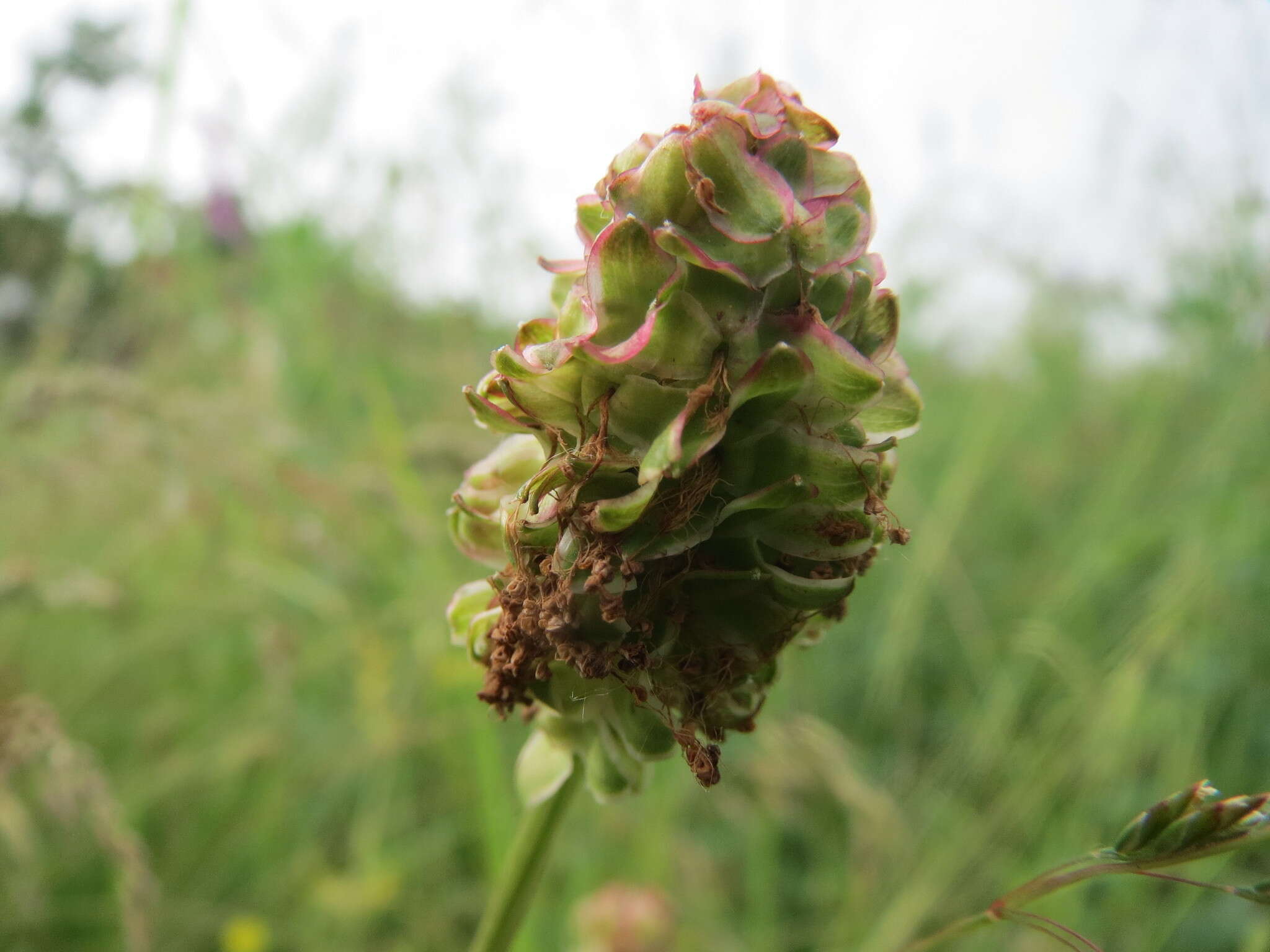 Imagem de Poterium sanguisorba L.