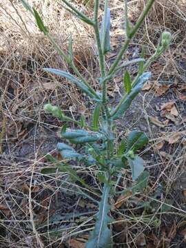 Image of Crepis marschallii (C. A. Mey.) Sch. Bip.