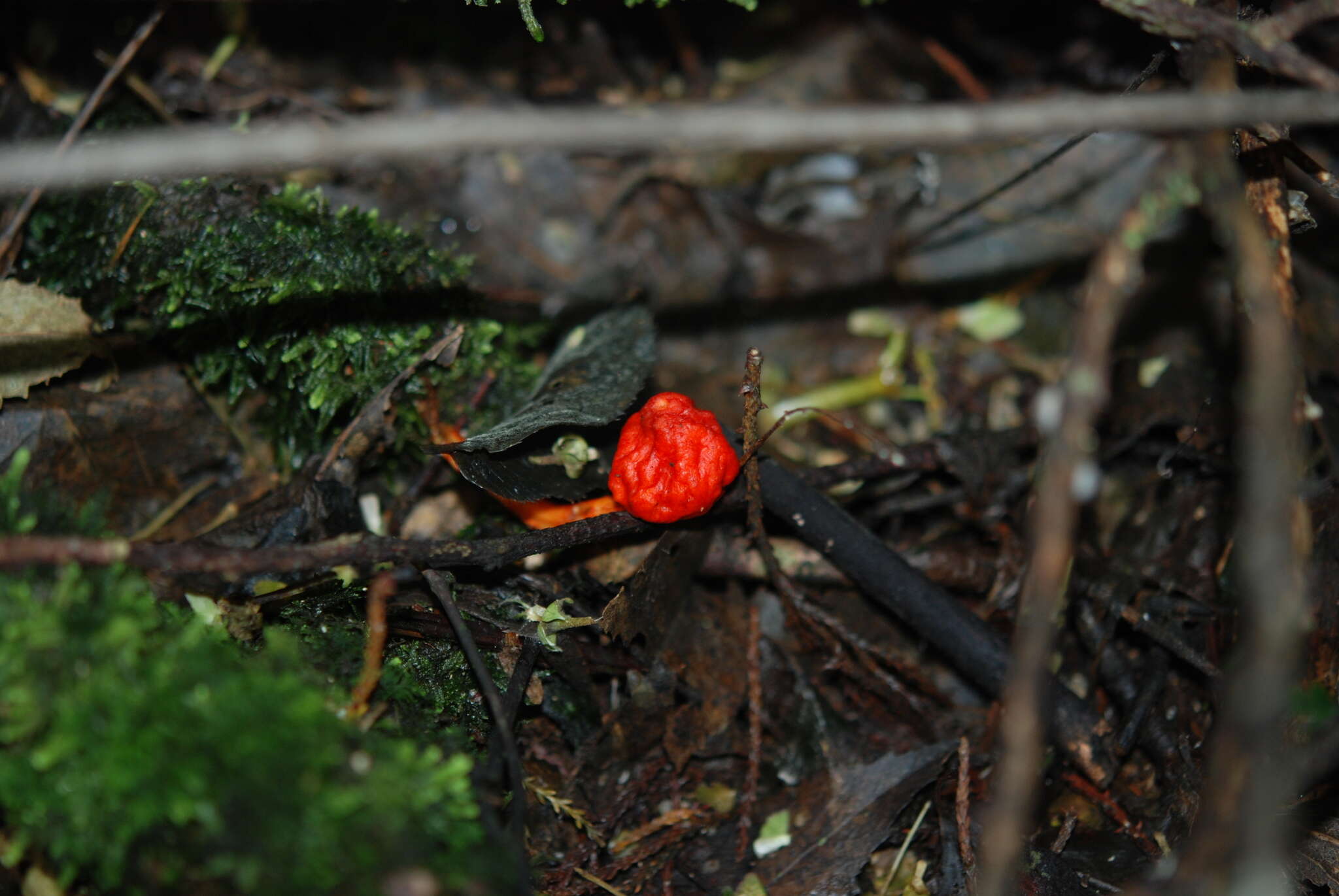 Sivun Leratiomyces erythrocephalus (Tul. & C. Tul.) Beever & D. C. Park 2008 kuva