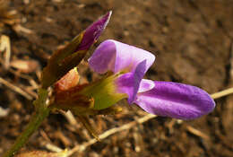 Image de Ophrestia oblongifolia (E. Mey.) H. M. L. Forbes