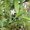 Image of Solanum storkii Morton & Standl.
