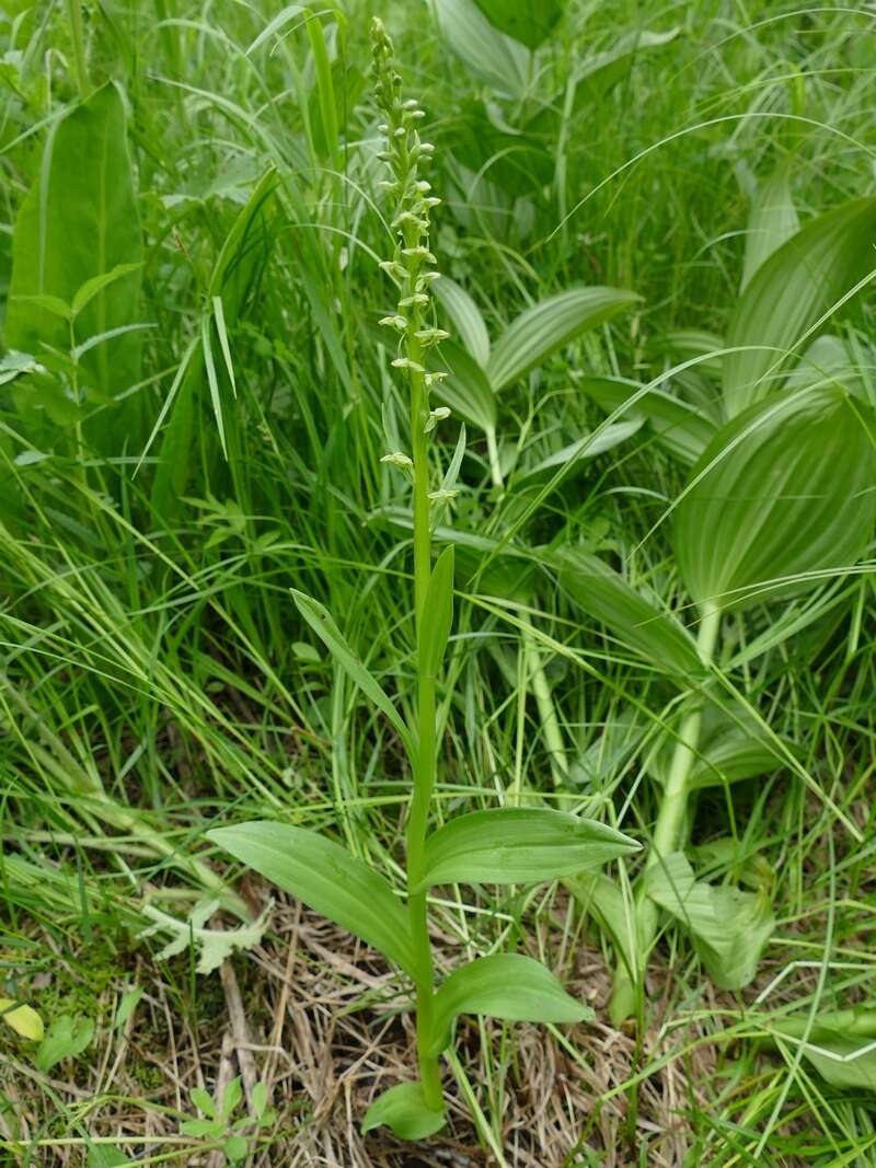 Image of Platanthera convallariifolia (Fisch. ex Lindl.) Lindl.