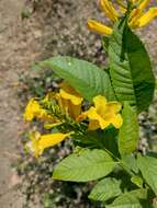 Image of chestnutleaf trumpetbush