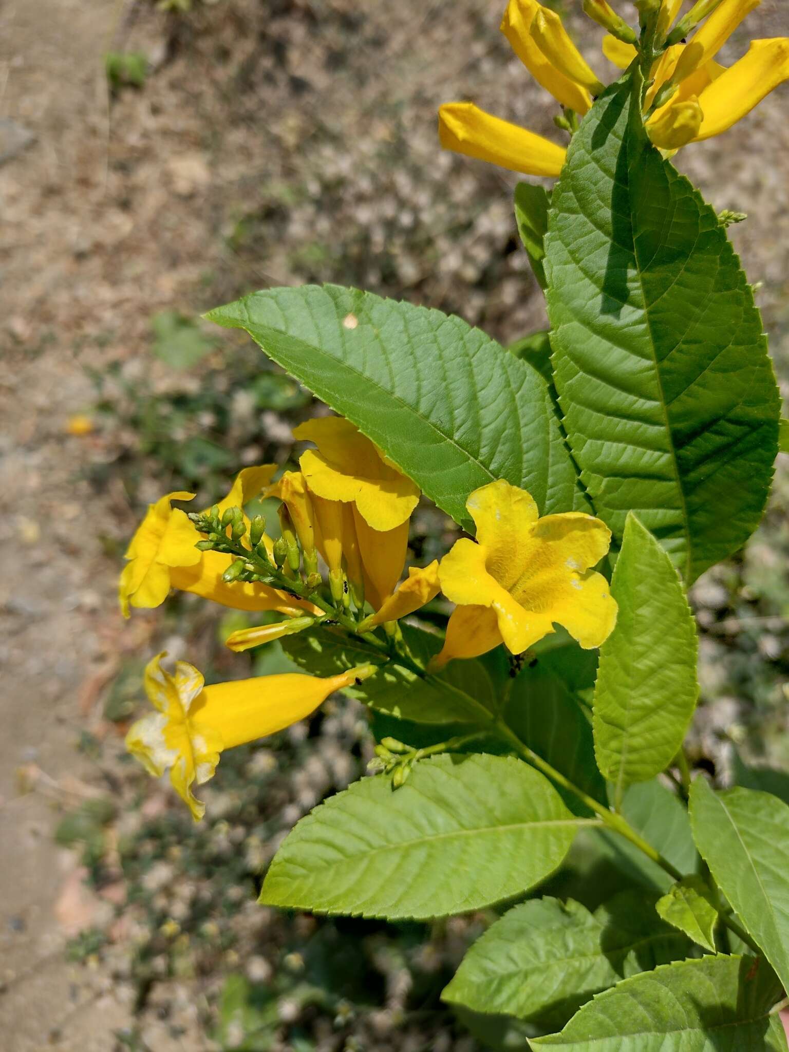 Image of chestnutleaf trumpetbush
