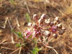 Image of Asclepias fournieri R. E. Woodson