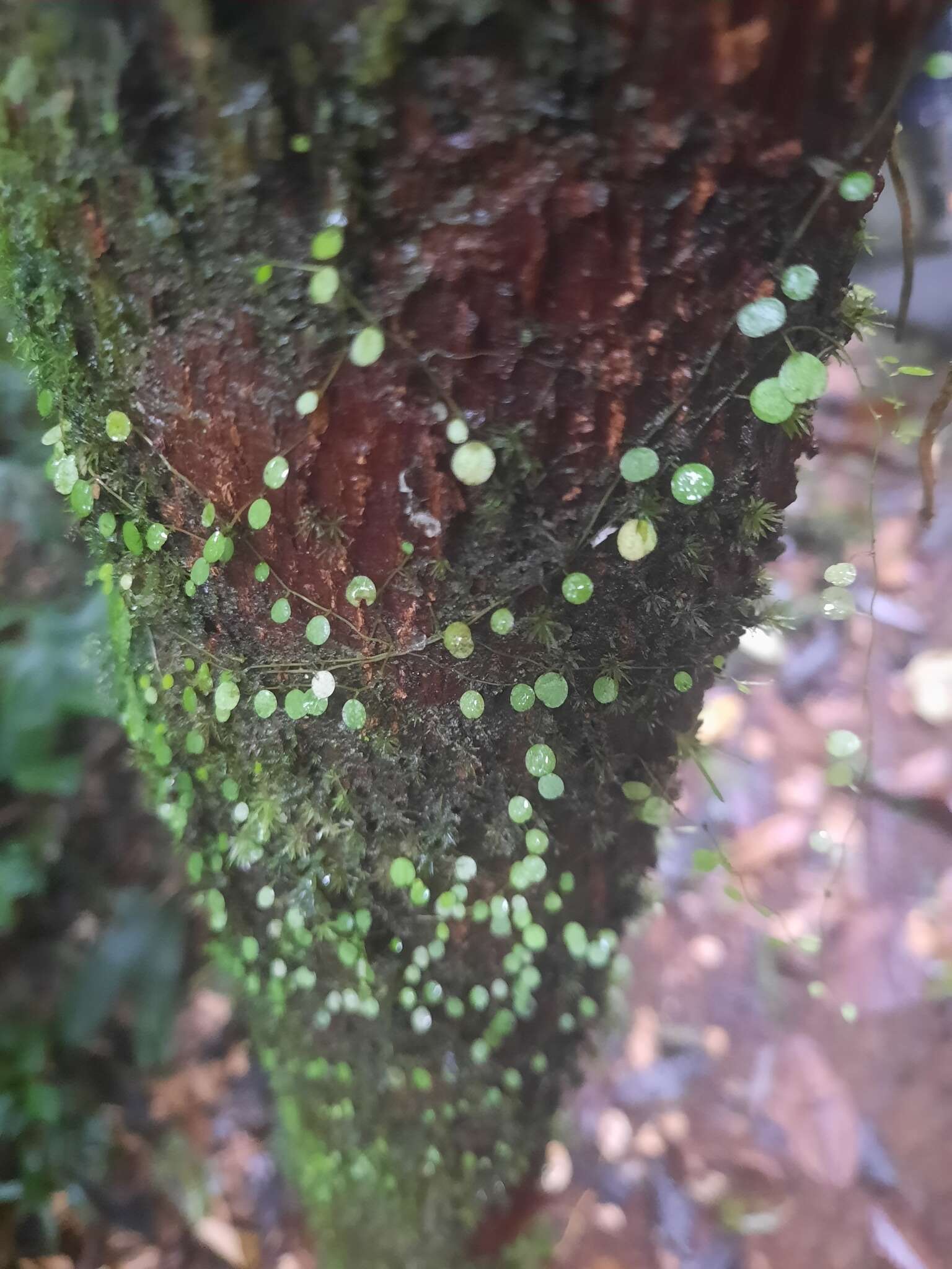 Image of Guadeloupe peperomia