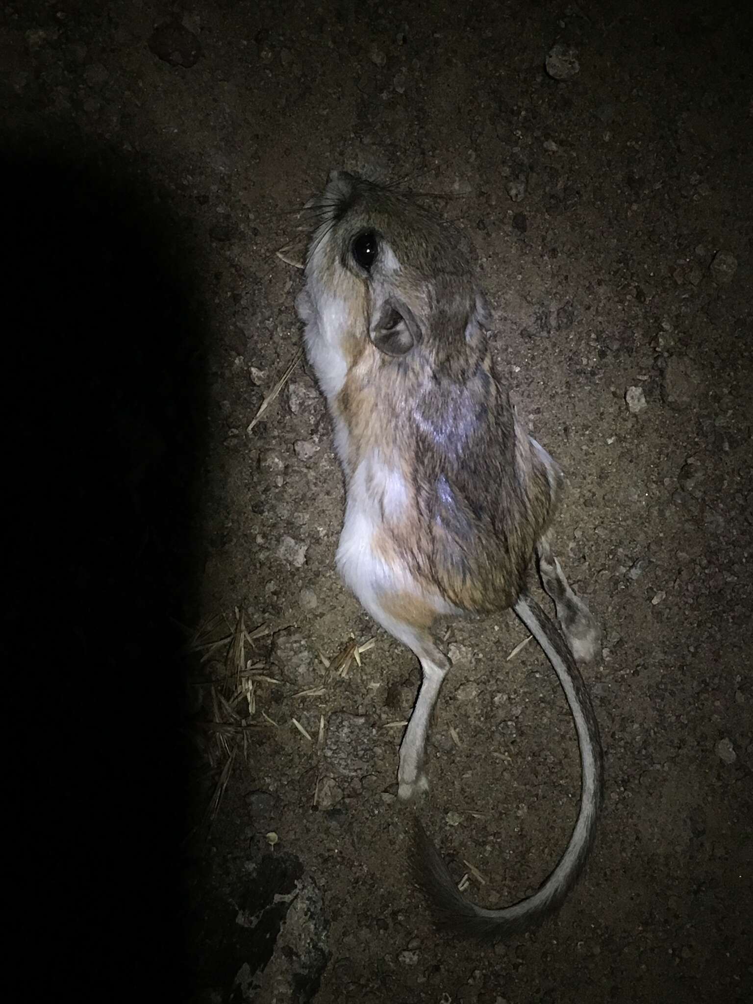 Image of Ord's Kangaroo Rat