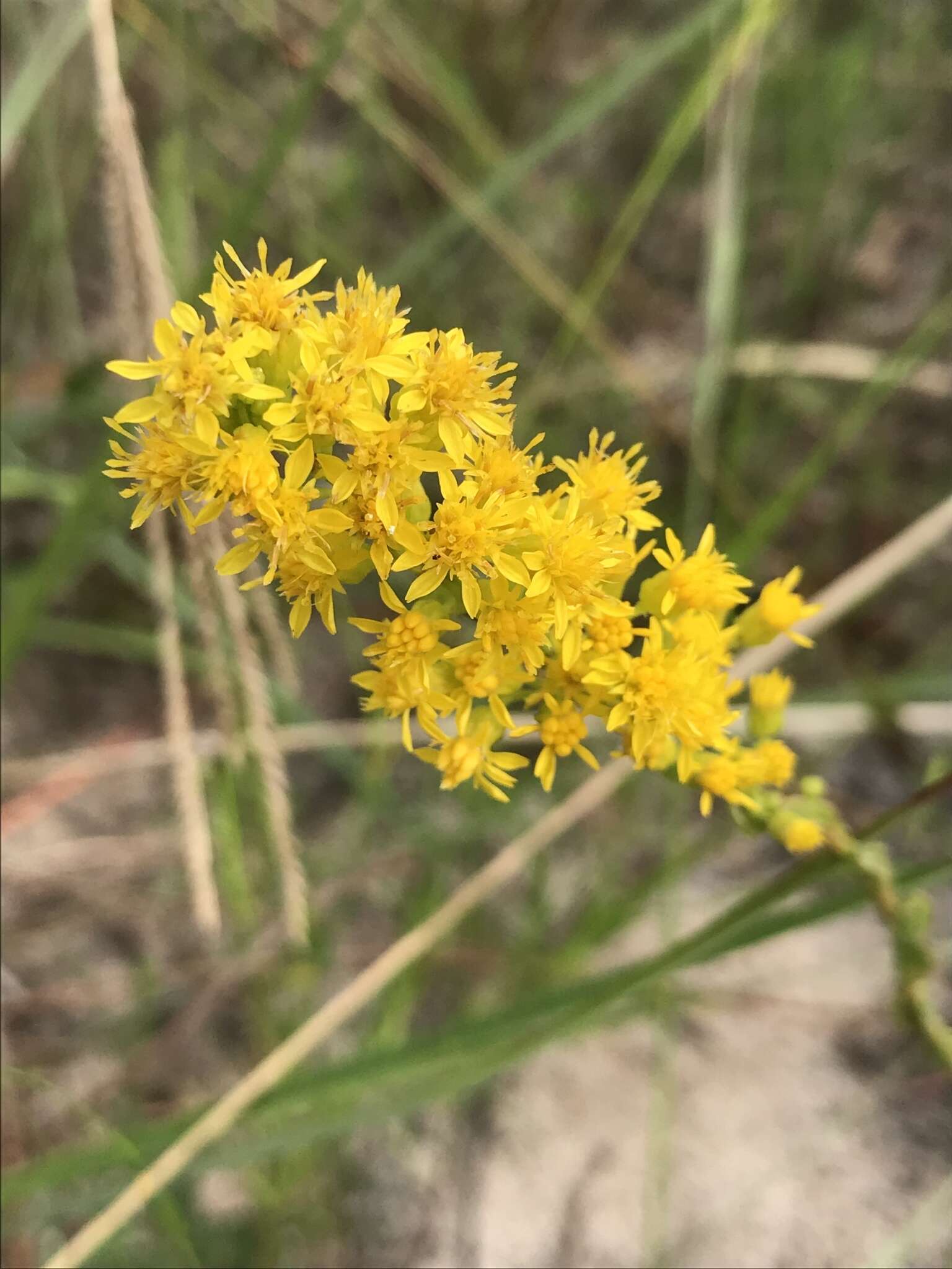 Imagem de <i>Solidago virgata</i>