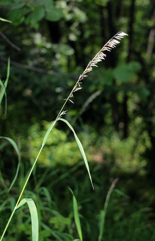 Image of Siberian melicgrass