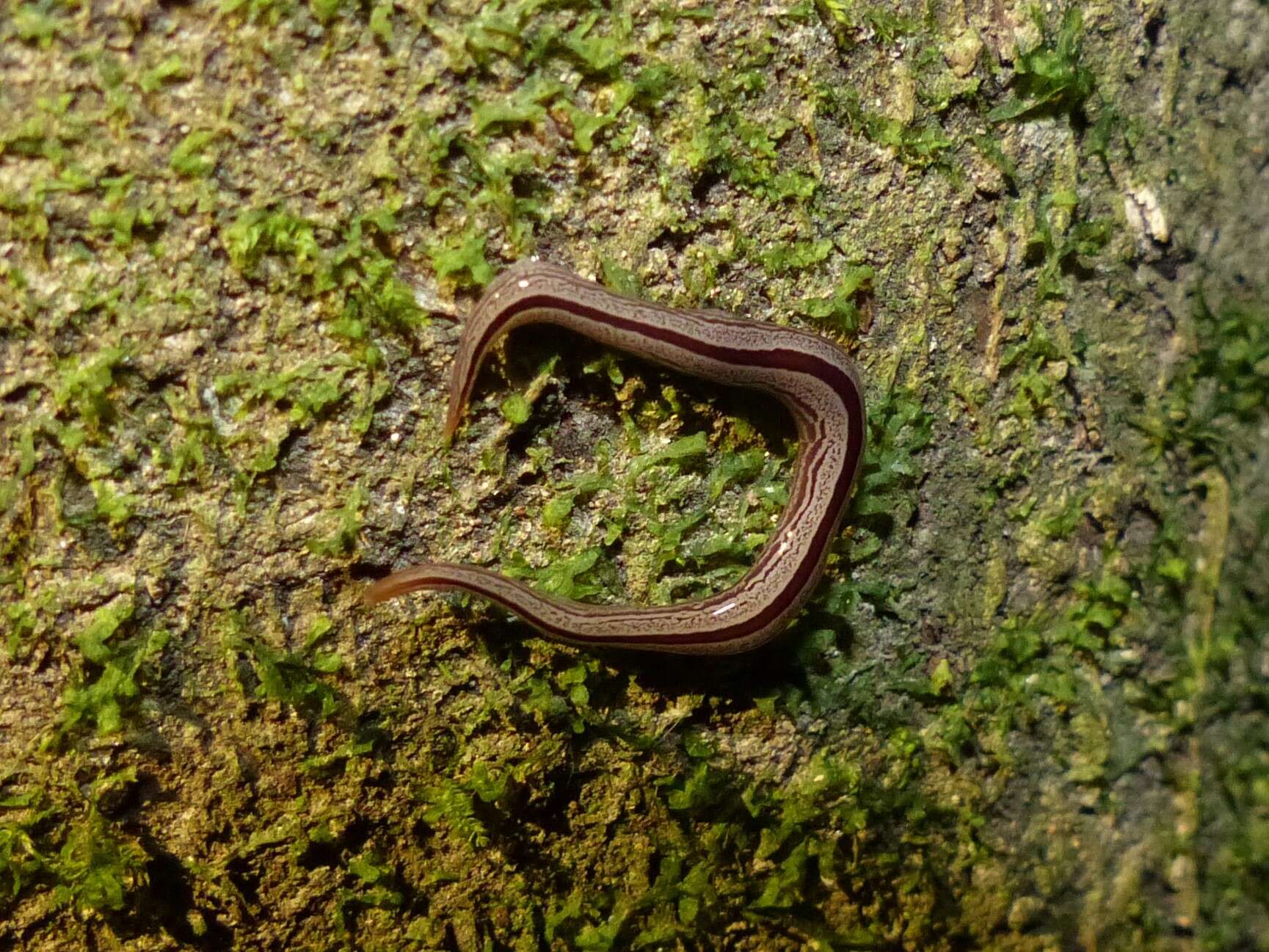 Image of Newzealandia Ogren & Kawakatsu 1991