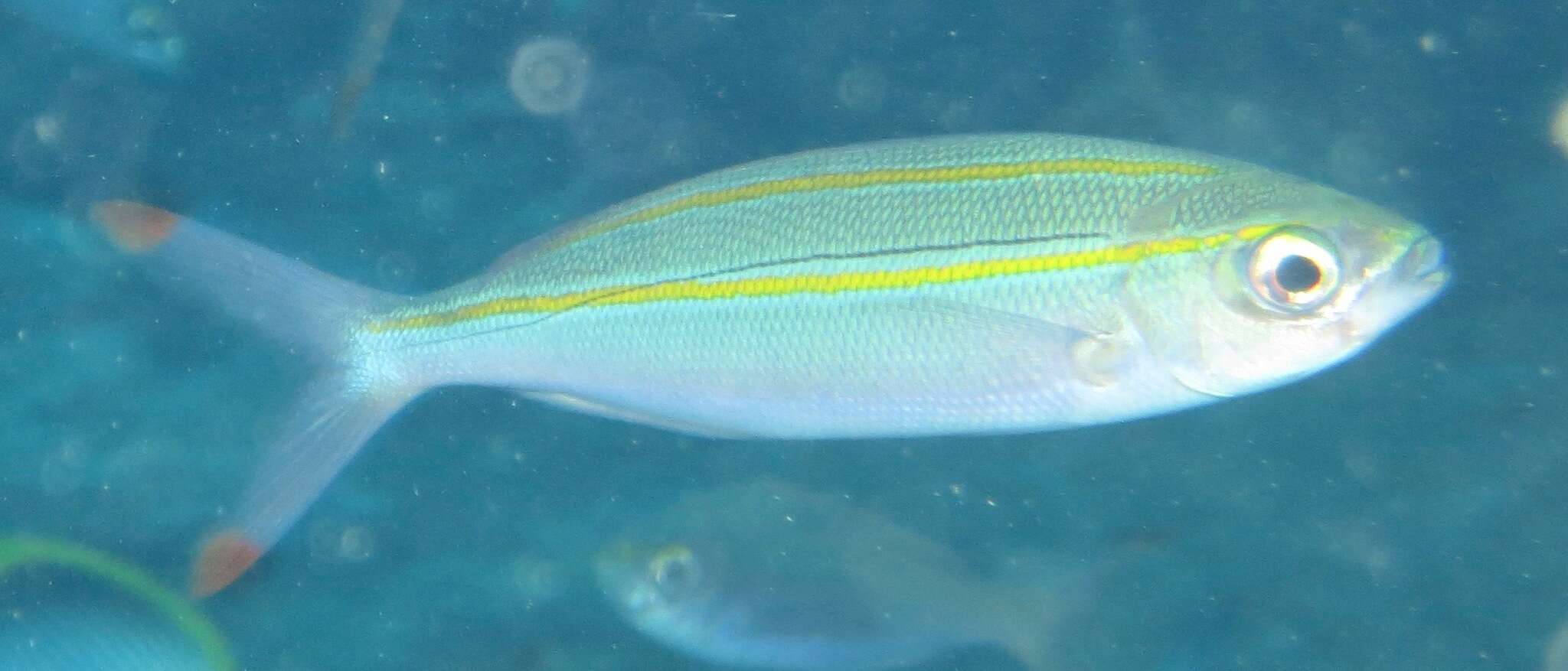 Plancia ëd Pterocaesio digramma (Bleeker 1864)