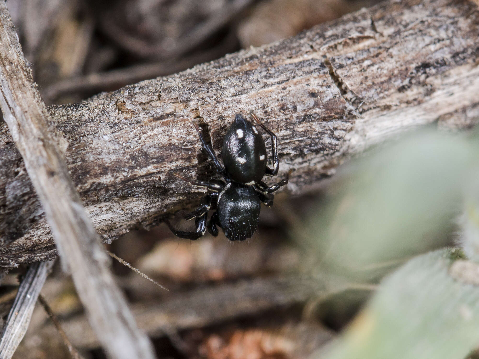 Image of Heliophanus chovdensis Prószyński 1982