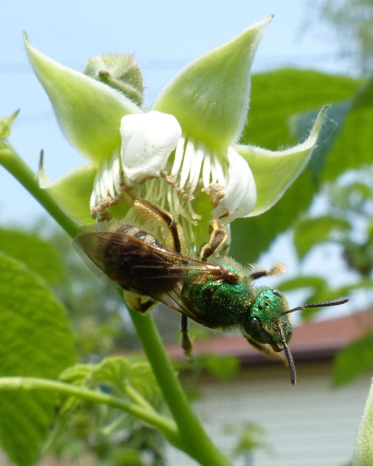 Image of Bicolored Agapostemon