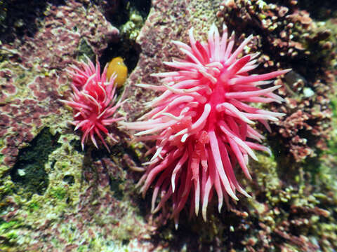 Image of Okenia rosacea (MacFarland 1905)