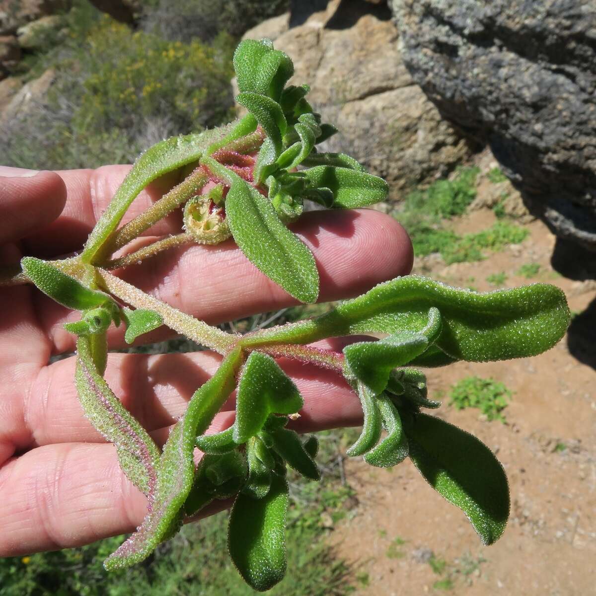 Image of Cleretum papulosum (L. fil.) N. E. Br.