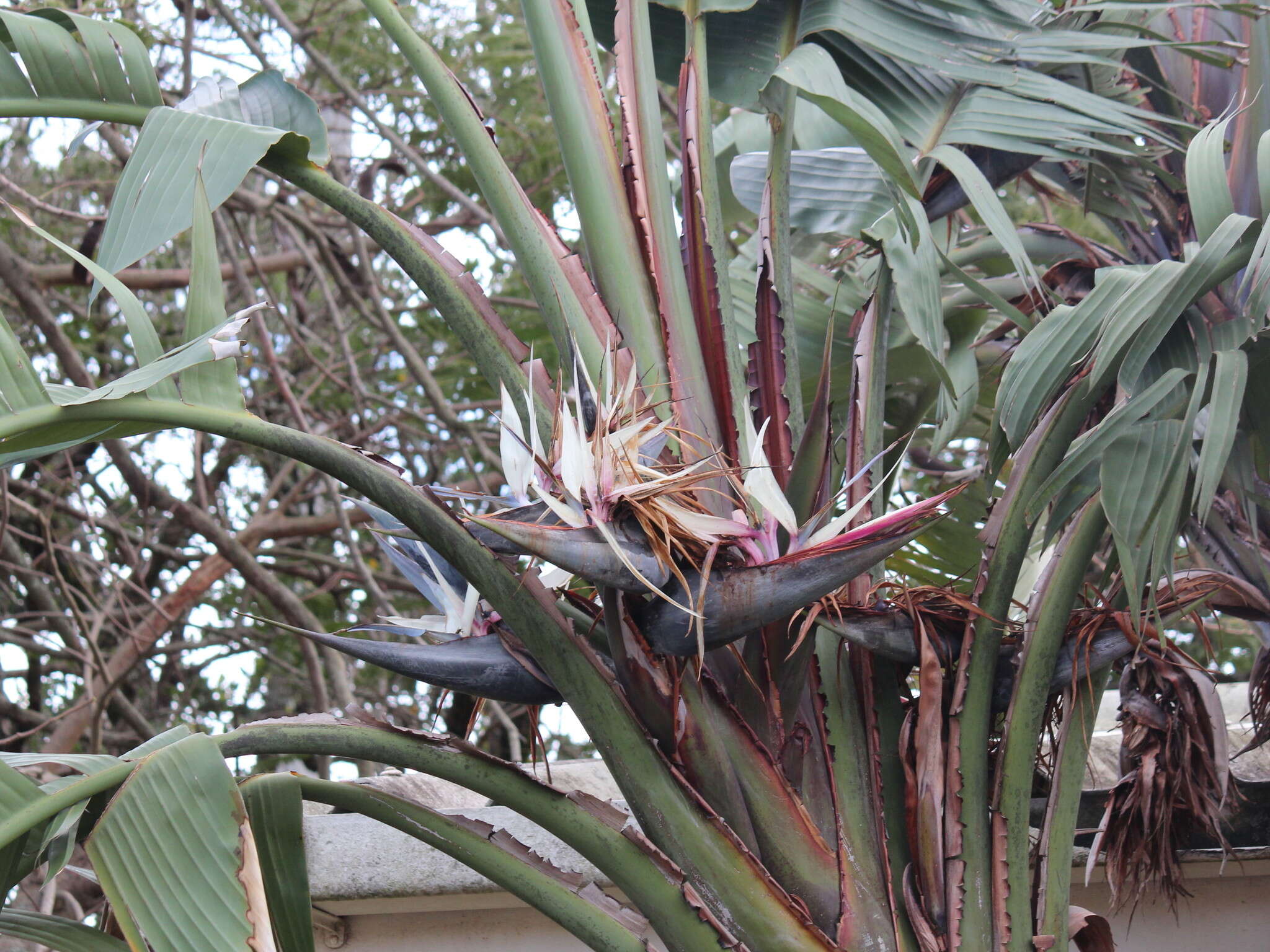 Image of Natal wild banana