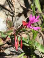 Plancia ëd Clarkia concinna subsp. raichei G. A. Allen, V. S. Ford & L. D. Gottlieb