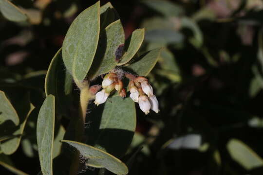 Image of Santa Catalina Island manzanita