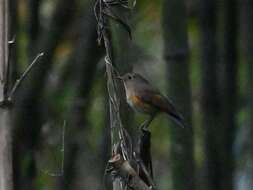 Image of Himalayan Bluetail