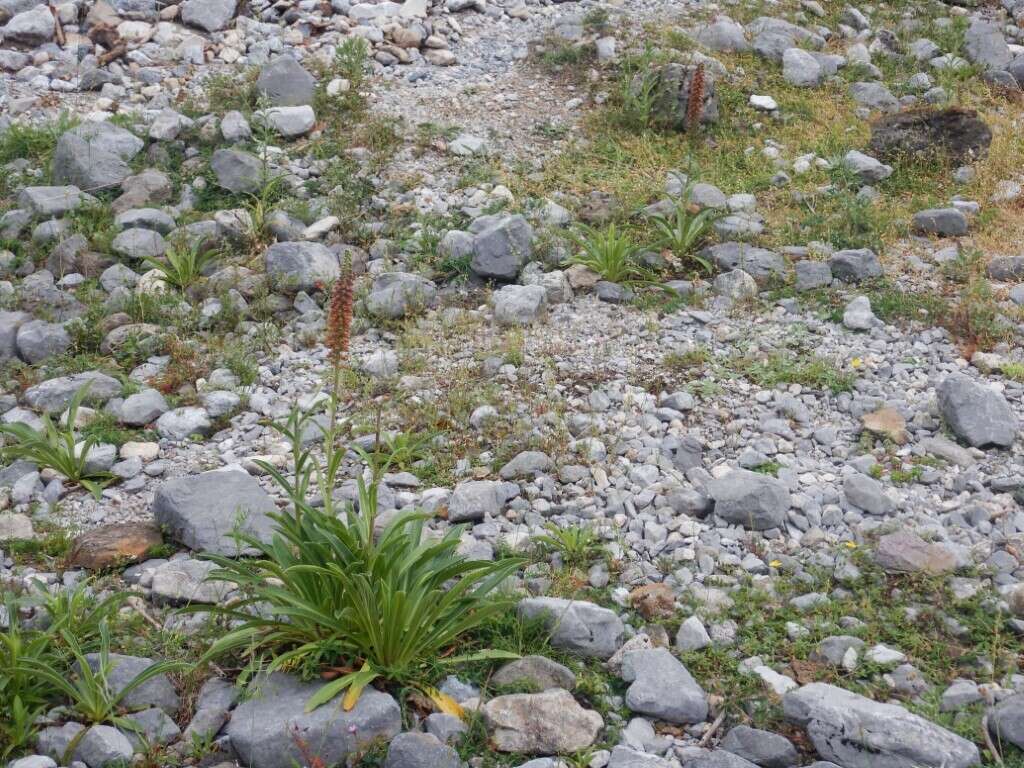 Image of Portuguese Foxglove