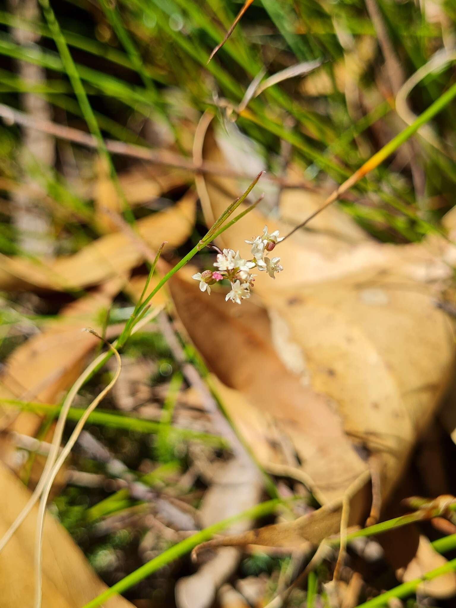 Image of Platysace heterophylla var. heterophylla