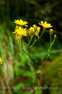 Image of Crepis lampsanoides (Gouan) Tausch