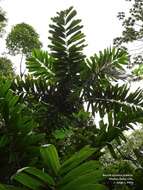 Image of Bactris setulosa H. Karst.